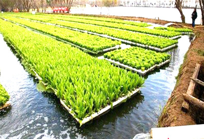 旗华-水上生态农业 开启生态农业开发新篇章