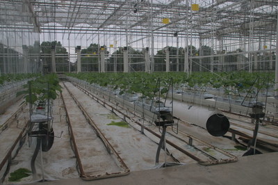 中国未来农业一窥 生态农业开发的机遇、路径与愿景