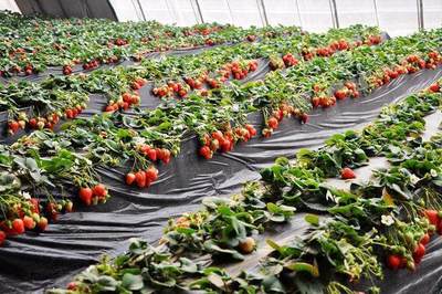 90后返乡新农人 用生态农业书写“亩产万元”的绿色传奇