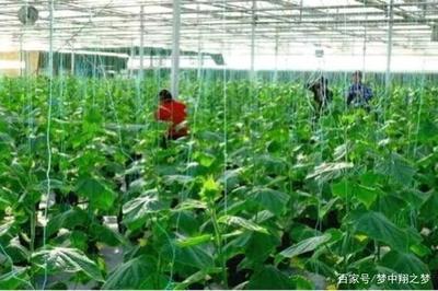 探索生态农业 从理念到实践的开发指南