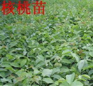 河北依岭生态农业 2013春季薄皮核桃苗预定与批发服务